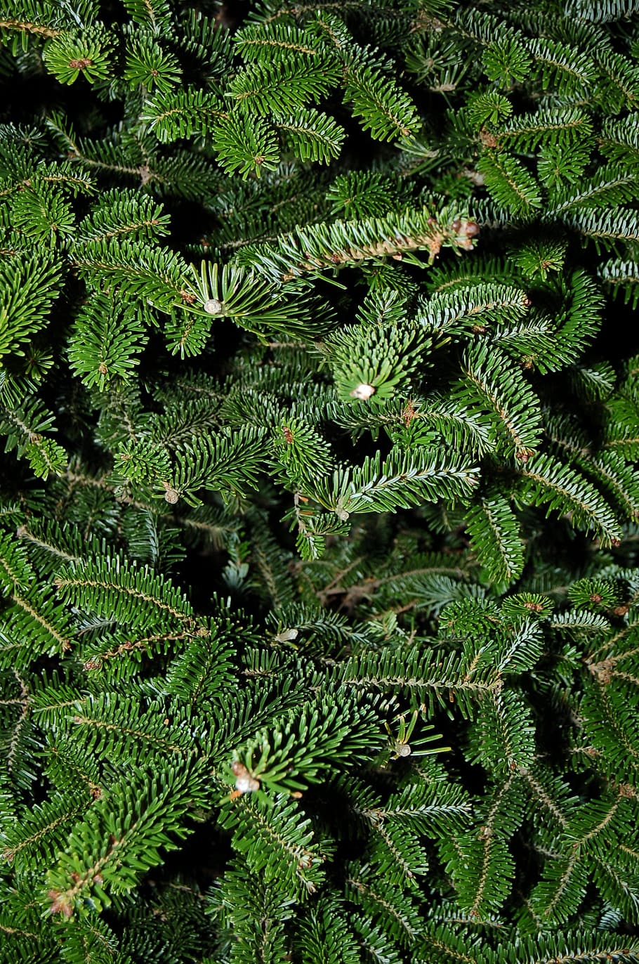 texture, tree, fir, spruce, pine, pattern, material, surface HD wallpaper