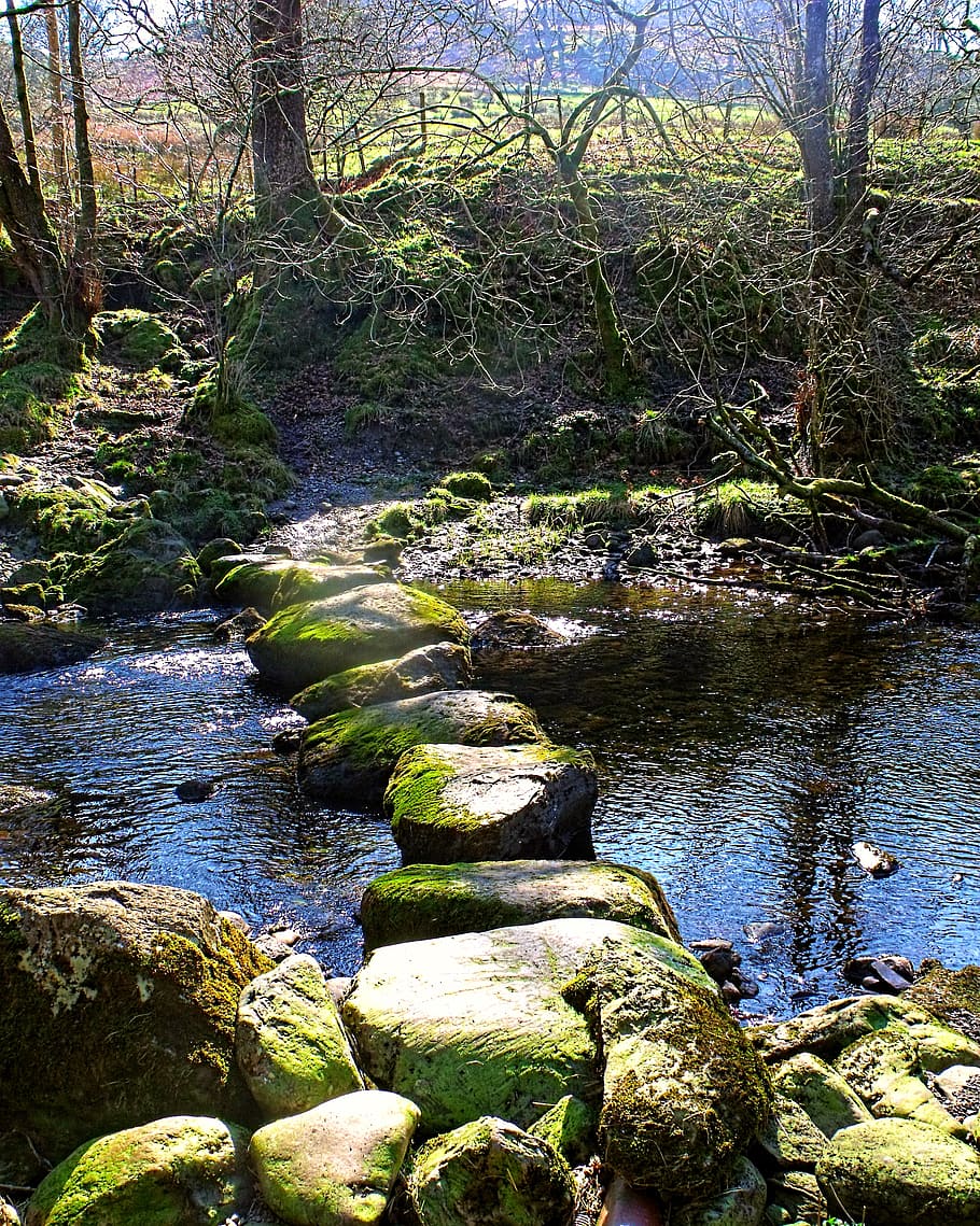 stone, stepping, stream, brook, trees, nature, rock, summer HD wallpaper