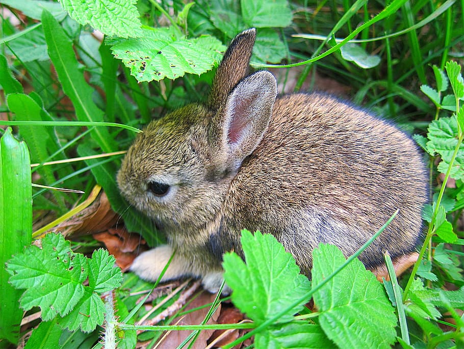 rabbit, baby, kit, bunny, young, little, mammal, animal, rodent HD wallpaper