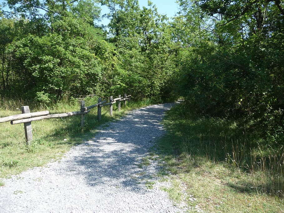 path, forest, wood, field, hiking, green, ride, undergrowth HD wallpaper