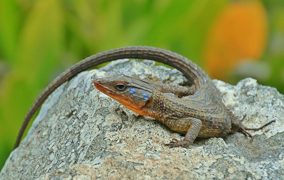 brown and black lizard on top of rock, Animal, Reptile, agame HD wallpaper