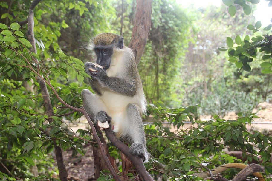 monkey, barbados, nature, forest, tree, animals in the wild HD wallpaper