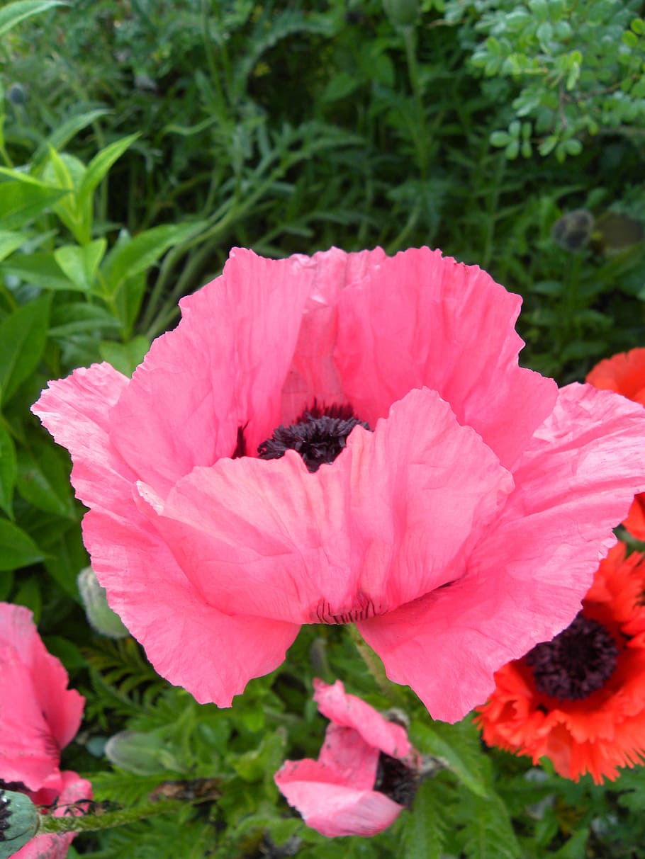 flowers, poppies, spring, flowering plant, vulnerability, fragility HD wallpaper