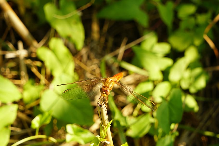 Dragonfly, Insect, green color, one animal, nature, animals in the wild HD wallpaper