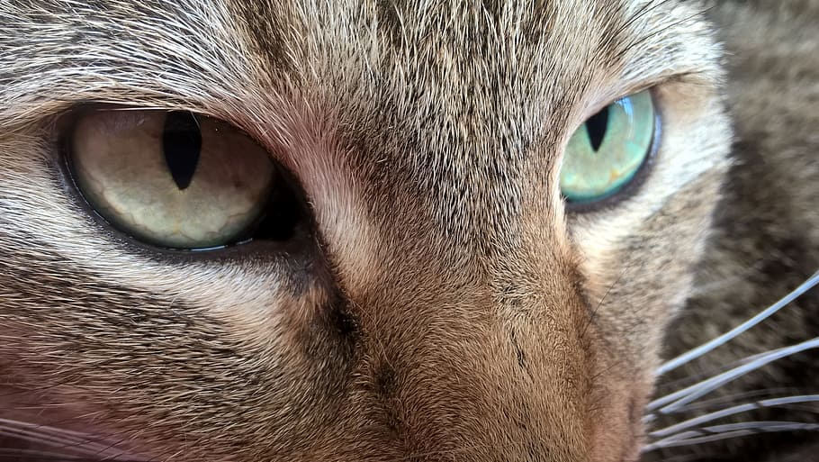 brown and gray cat, view, eyes, face, domestic cat, head, close HD wallpaper