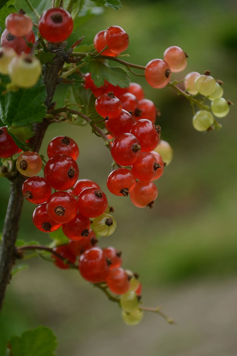 Currant, Red Fruit, Nuts, Currants, the currants, growth, food and drink HD wallpaper