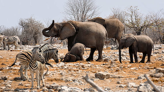 wildlife photography of elephants, zebra, africa, namibia, nature HD wallpaper