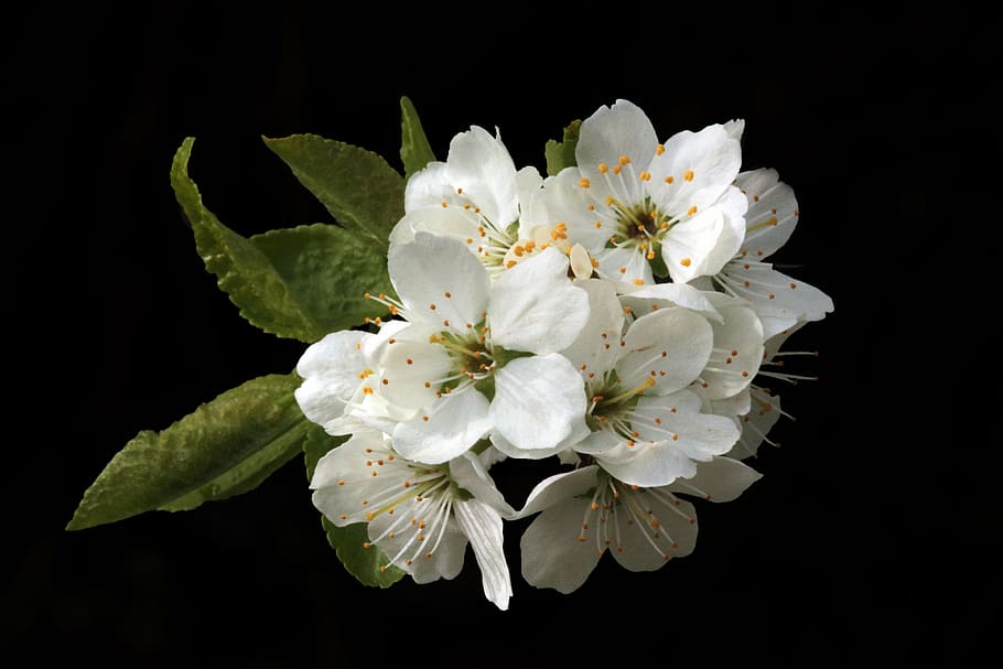 closeup photo of white petal flower, flowers, blossom, spring, HD wallpaper