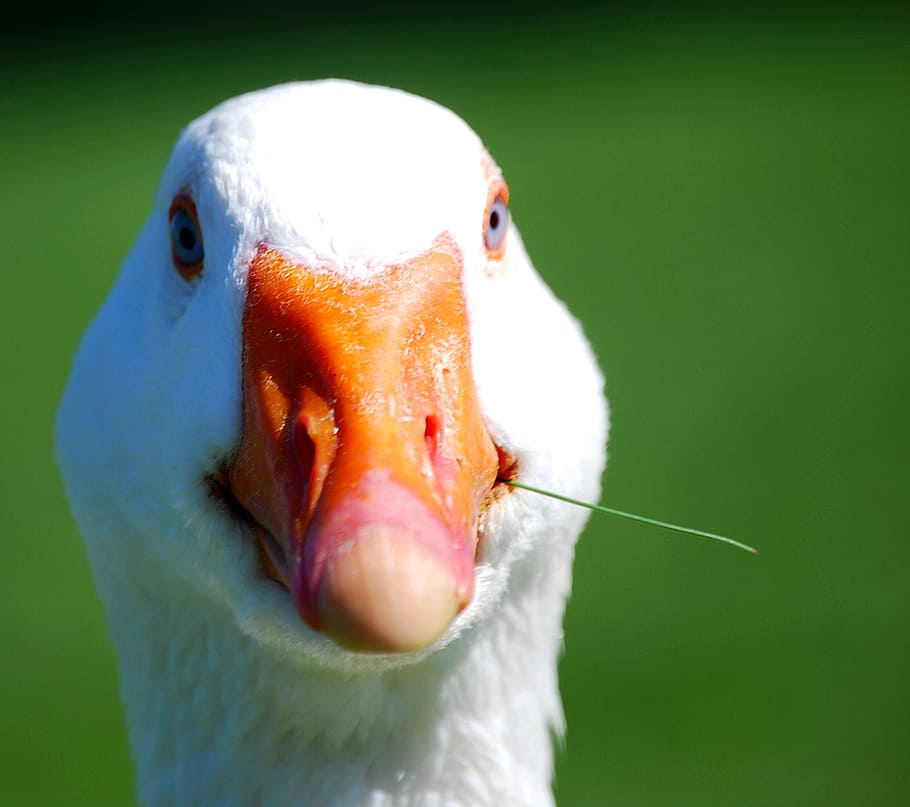 duck, closeup, white, green, bird, poultry, dinner, meal, food HD wallpaper