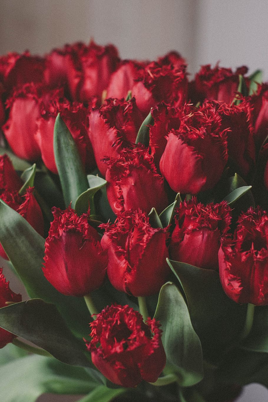 Artificial Red Tulips, bloom, blooming, blossom, blur, bouquet HD wallpaper