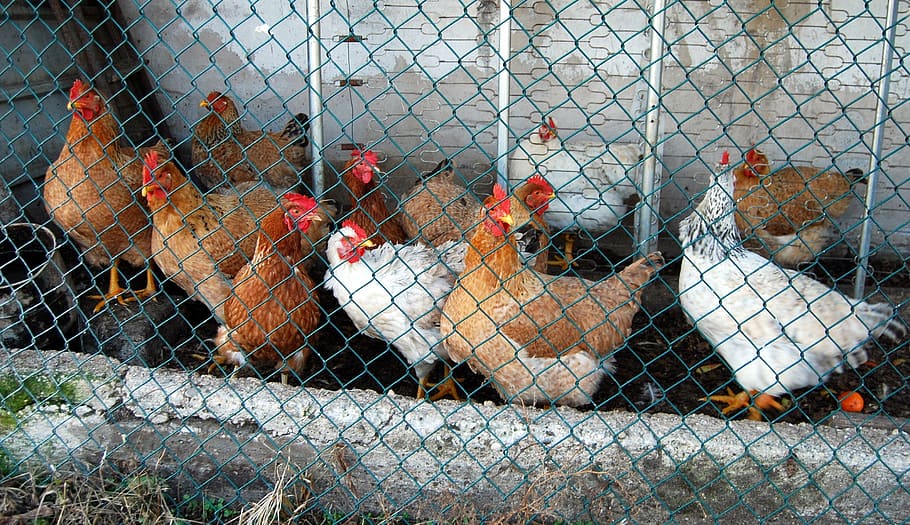 hens, cage, animals, crest, beak, eleven, fence, animal themes HD wallpaper