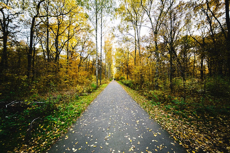 gray concrete road surrounded by trees during daytime, pathway in the middle of green trees HD wallpaper