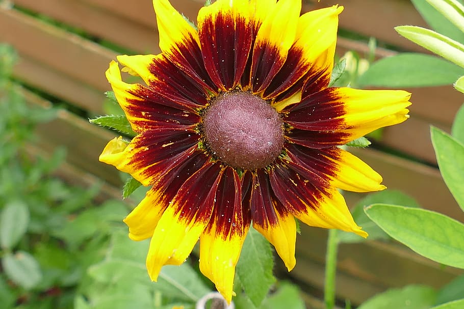 Sun Hat, Macro, Plant, Flower, macro photography, close, summer HD wallpaper