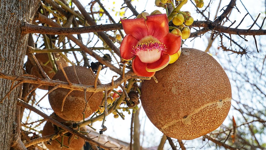 cannon ball tree, flower, scented, deciduous, botanical, branch HD wallpaper