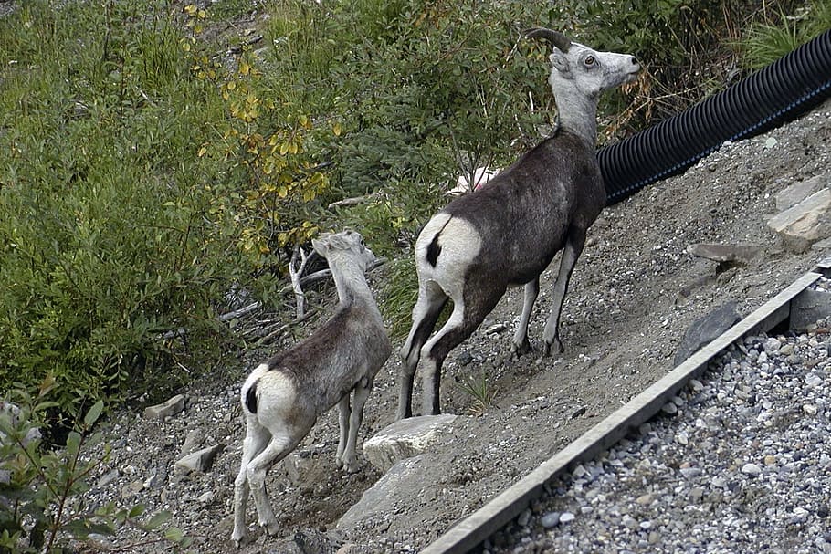 mountain sheep, lamb, animals, wild, wildlife, rocky mountains HD wallpaper