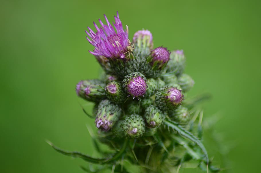 diestel, macro, purple, freshness, flower, plant, flowering plant HD wallpaper
