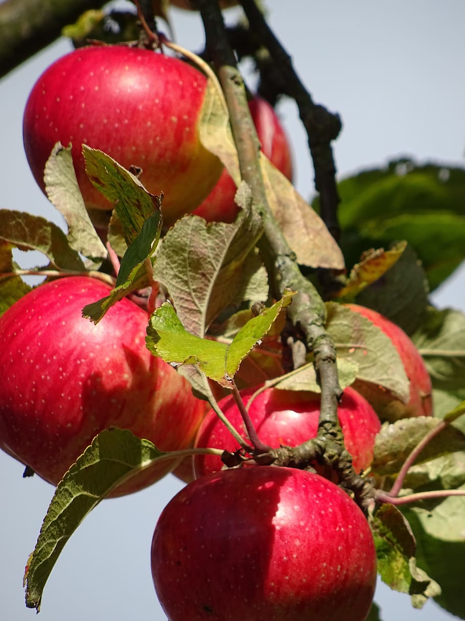 apple, red, autumn, food and drink, healthy eating, freshness HD wallpaper