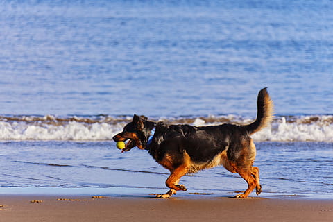 dog fetching a ball near seashore, Active, Animal, Beach, Blue, Coast HD wallpaper