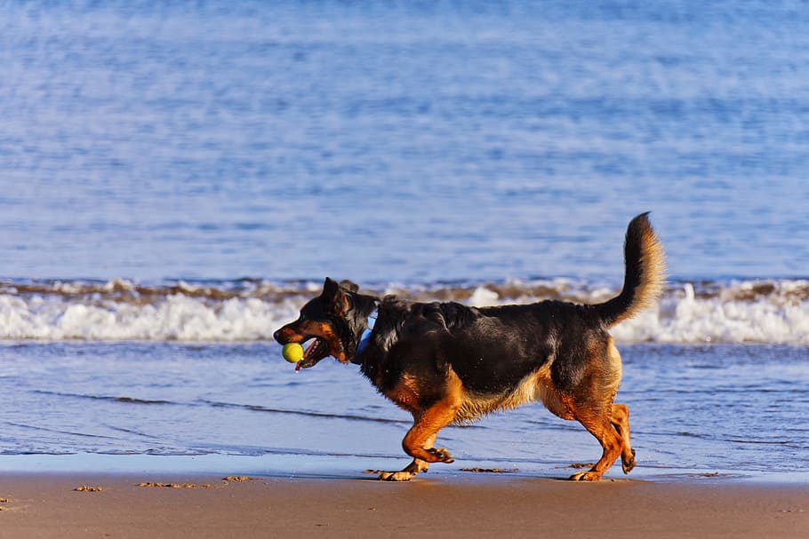 dog fetching a ball near seashore, Active, Animal, Beach, Blue, Coast HD wallpaper