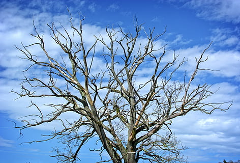 Aesthetic, Kahl, Dead, Plant, Tree, Sky, dead plant, winter HD wallpaper