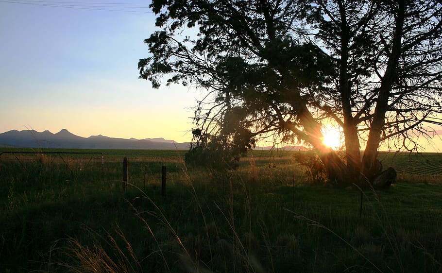 tree, sun, sunset, orb, light, land, fields, veld, grass, fence HD wallpaper