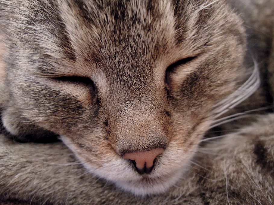 cat, kitten, cat head, sleep, animal, my favorite, domestic Cat HD wallpaper