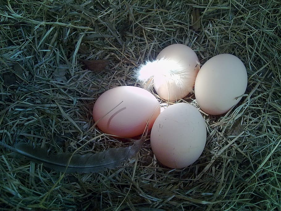 eggs, nest, chicken, food, food and drink, no people, nature HD wallpaper