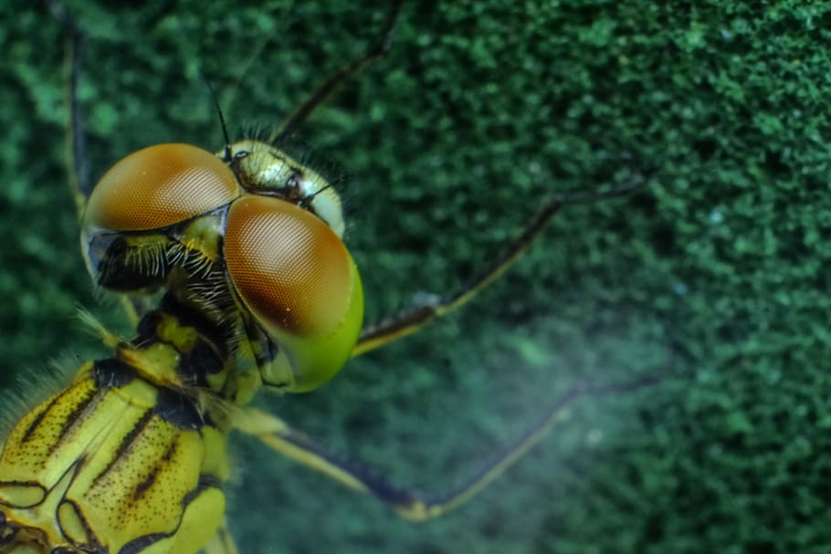 Dragonfly, Insect, Black, Blue, Blue, Eyes, green, legs, wings HD wallpaper