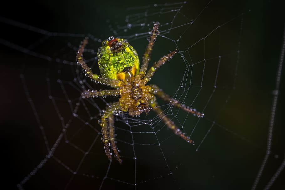 spider, spider web, trap, rosa, drops, macro, arachnids, animal themes HD wallpaper