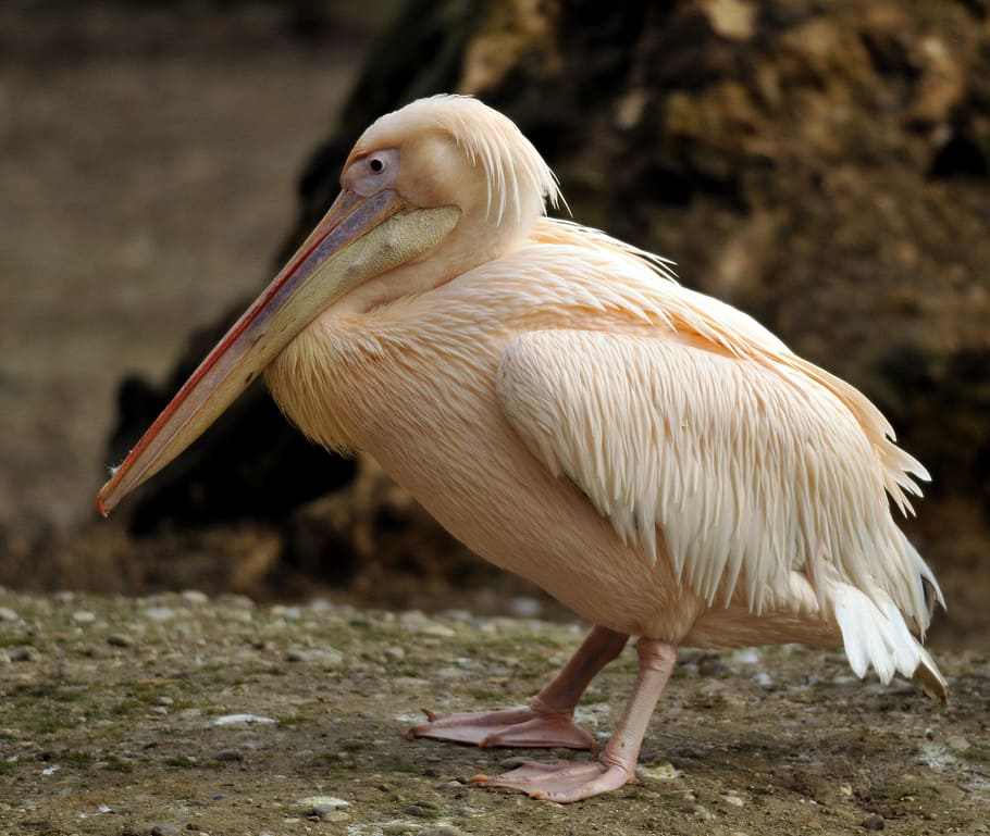 zoo, hellabrunn, munich, animal themes, one animal, bird, animals in the wild HD wallpaper