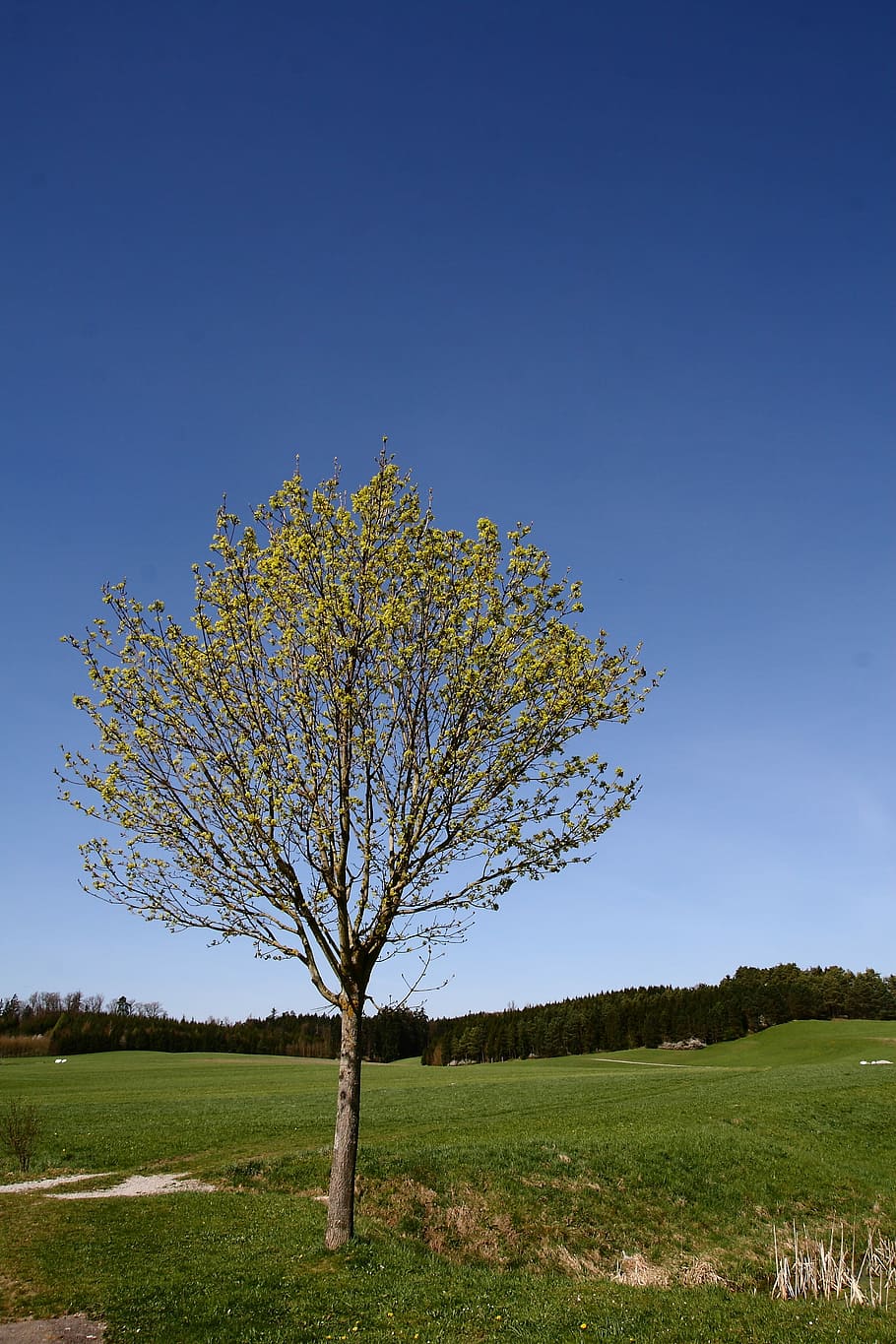 Tree, Meadow, Nature, Landscape, Spring, flowers, bloom, bare tree HD wallpaper