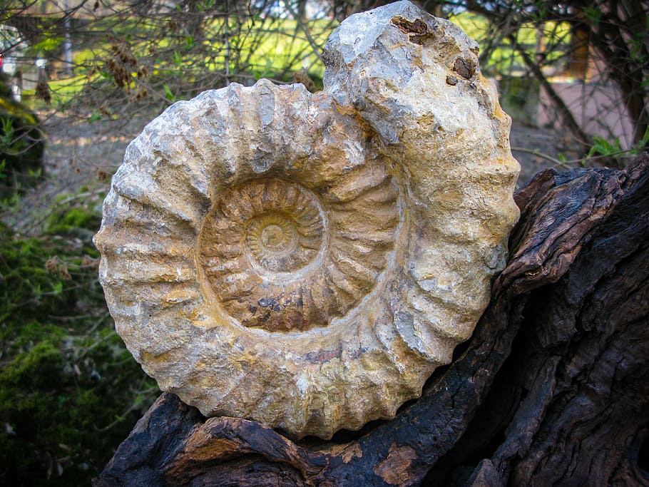 fossil, snail, petrified, petrification, prehistoric times HD wallpaper
