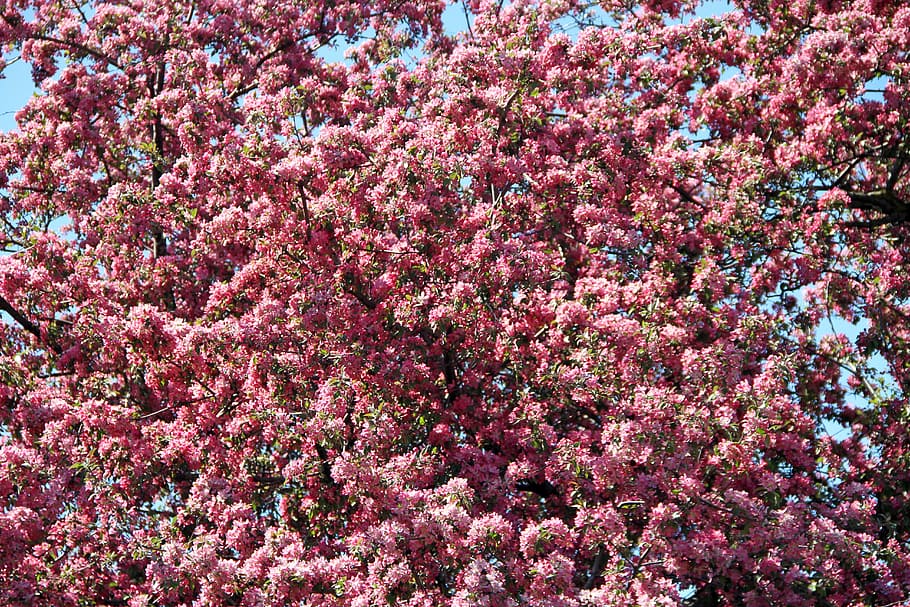 pink, blossom, spring, nature, flower, bloom, branch, blooming HD wallpaper