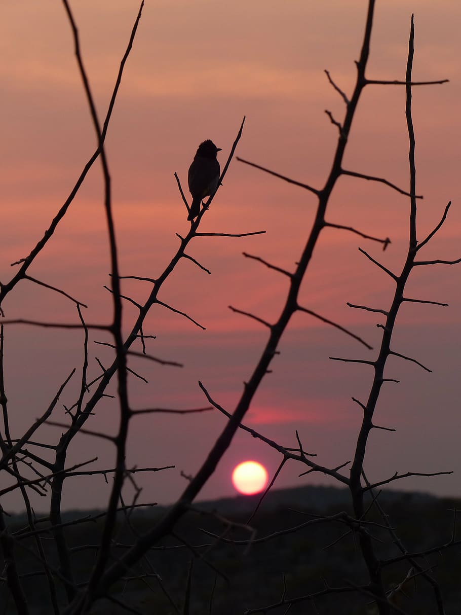 sunset, bird, silhouette, namibia, etosha national park lodge HD wallpaper