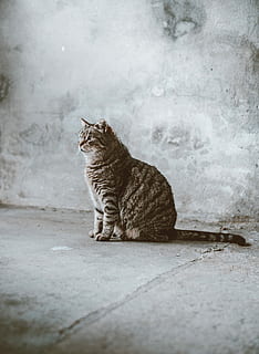 gray Tabby cat sitting, brown tabby cat sitting on gray concrete floor HD wallpaper