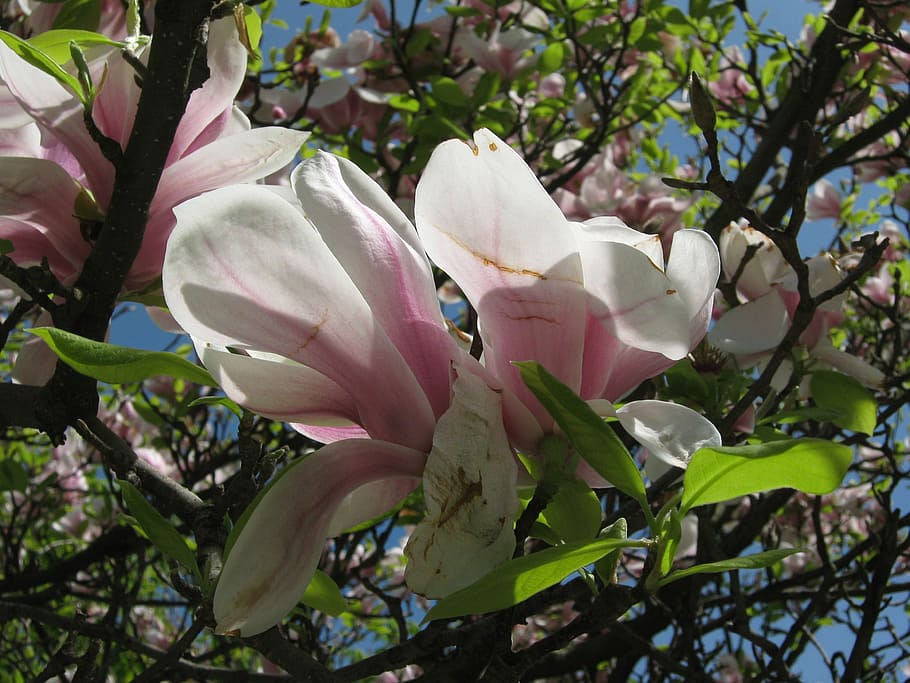 tree, blossom, bloom, spring, magnolia, pink, leaves, sky, blue HD wallpaper