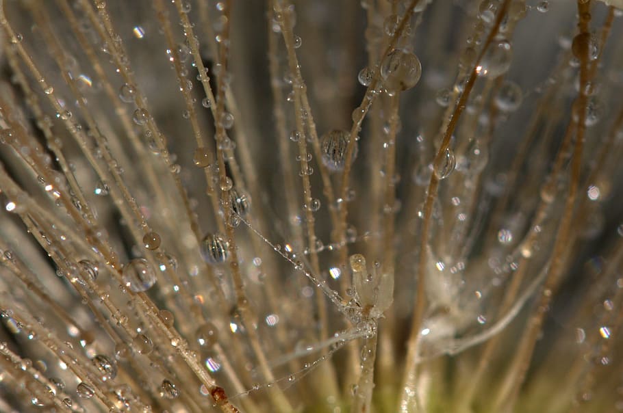 Dandelion, Drops, Dew, Plant, Wet, nature, macro, close-up HD wallpaper
