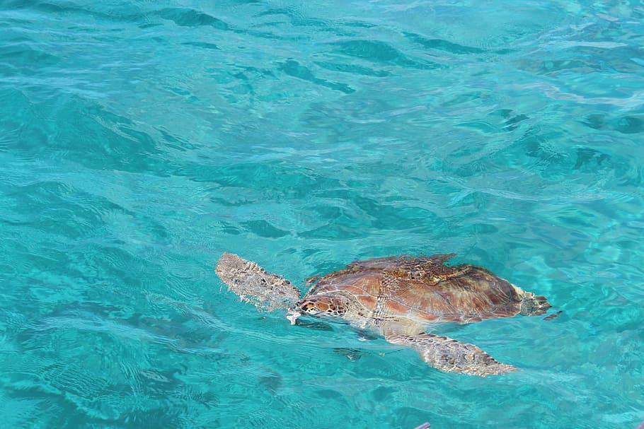 brown tortoise on water, turtle, mar, caribbean, animal, animal themes HD wallpaper