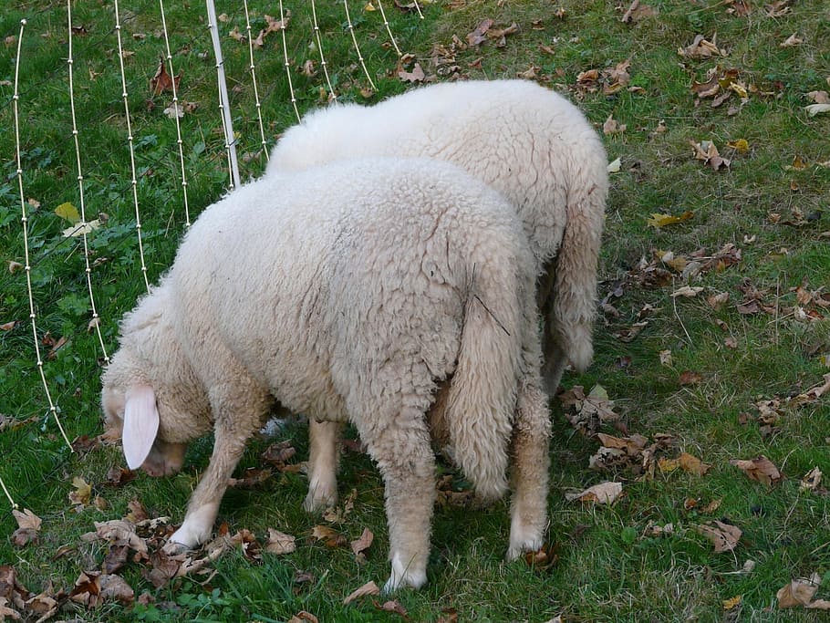 Sheep, Pasture, Animal, Flock, Wool, truly, tail, farm, livestock HD wallpaper