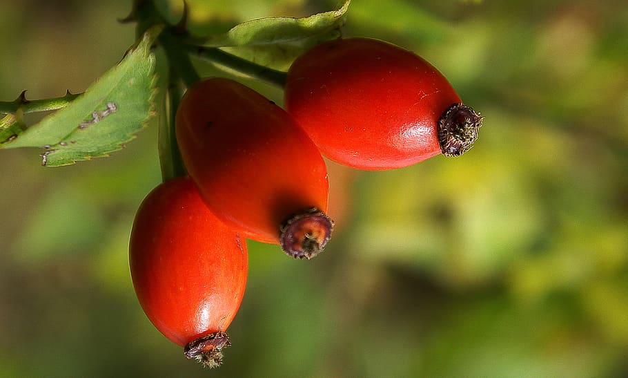 wild rose, fruit, nature, plants, sprig, stalk, red, firm, hard HD wallpaper