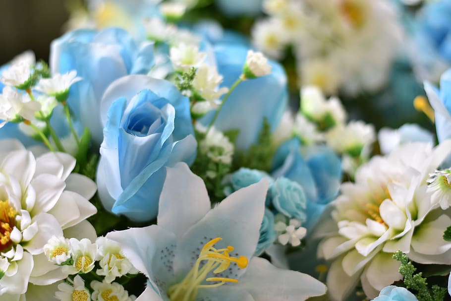 flower, daisy, blossom, spring, blooming, summe, flowering plant HD wallpaper