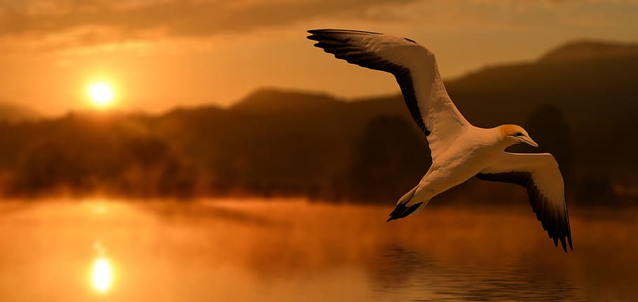 bird flying over the horizon, sunset, abendstimmung, evening HD wallpaper