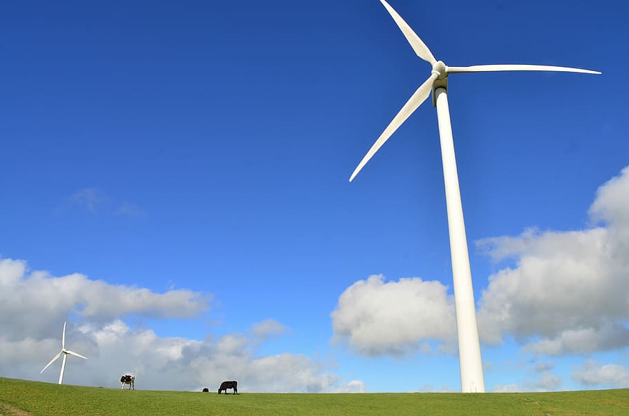 black cattle eating grass near white windmill during daytime, animals near white windmills on green field during daytime HD wallpaper