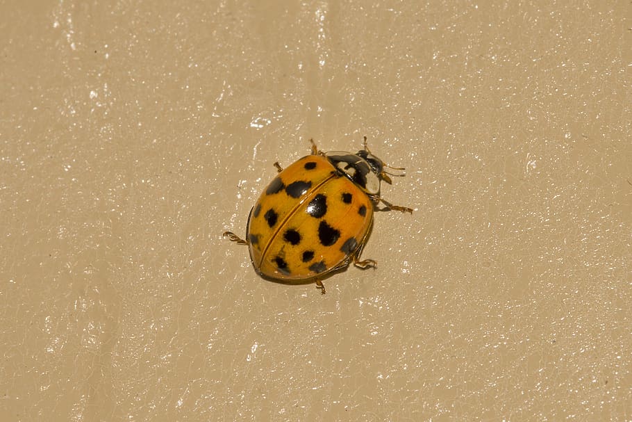 ladybug, beetle, insect, summer, animal themes, one animal HD wallpaper
