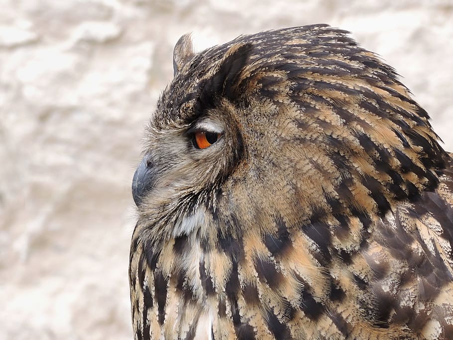 bird, owl, eagle, nature, night bird, beak, feather, hunter HD wallpaper