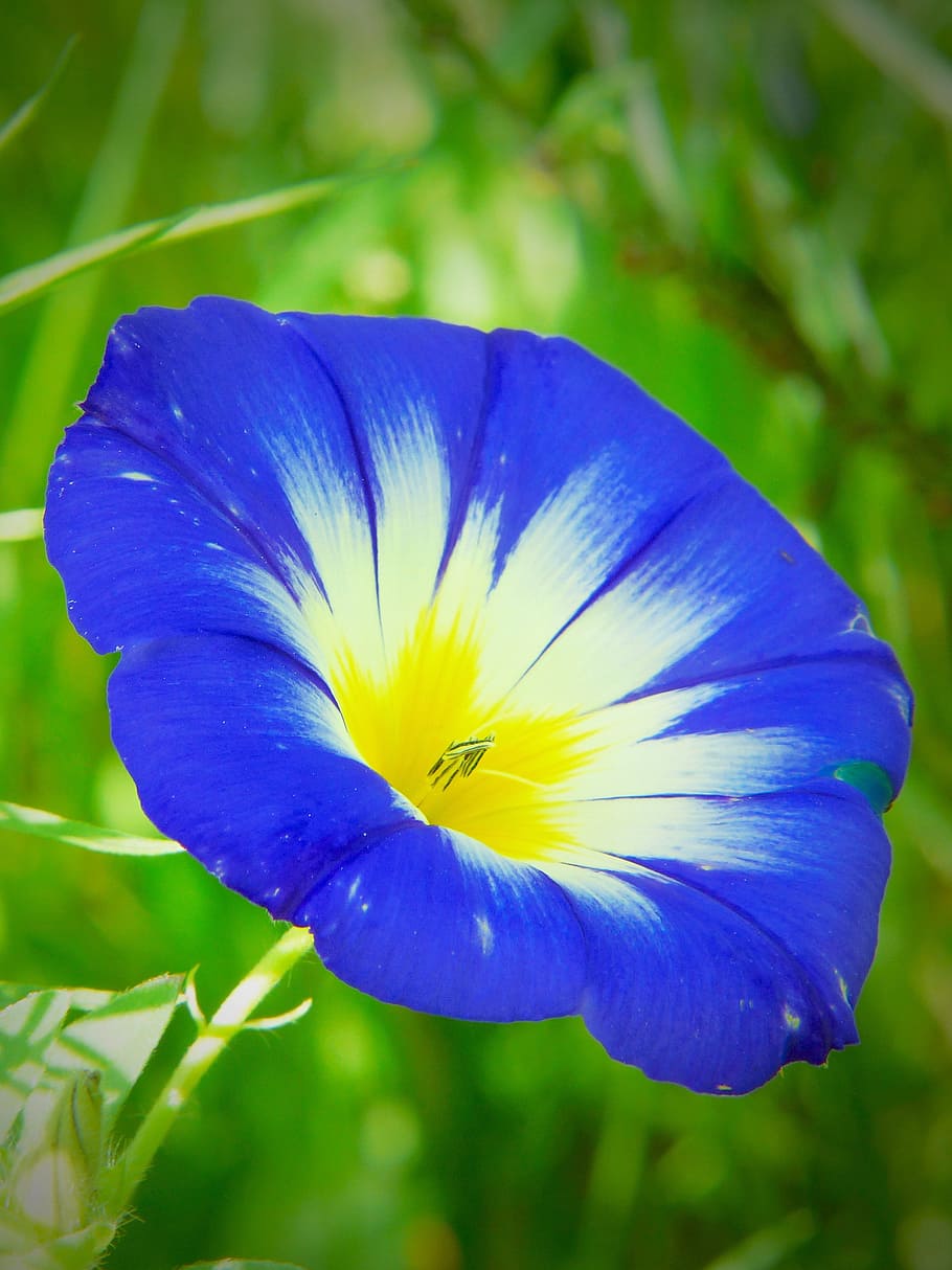 closeup photography of blue and white morning glory flower, bindweed, HD wallpaper