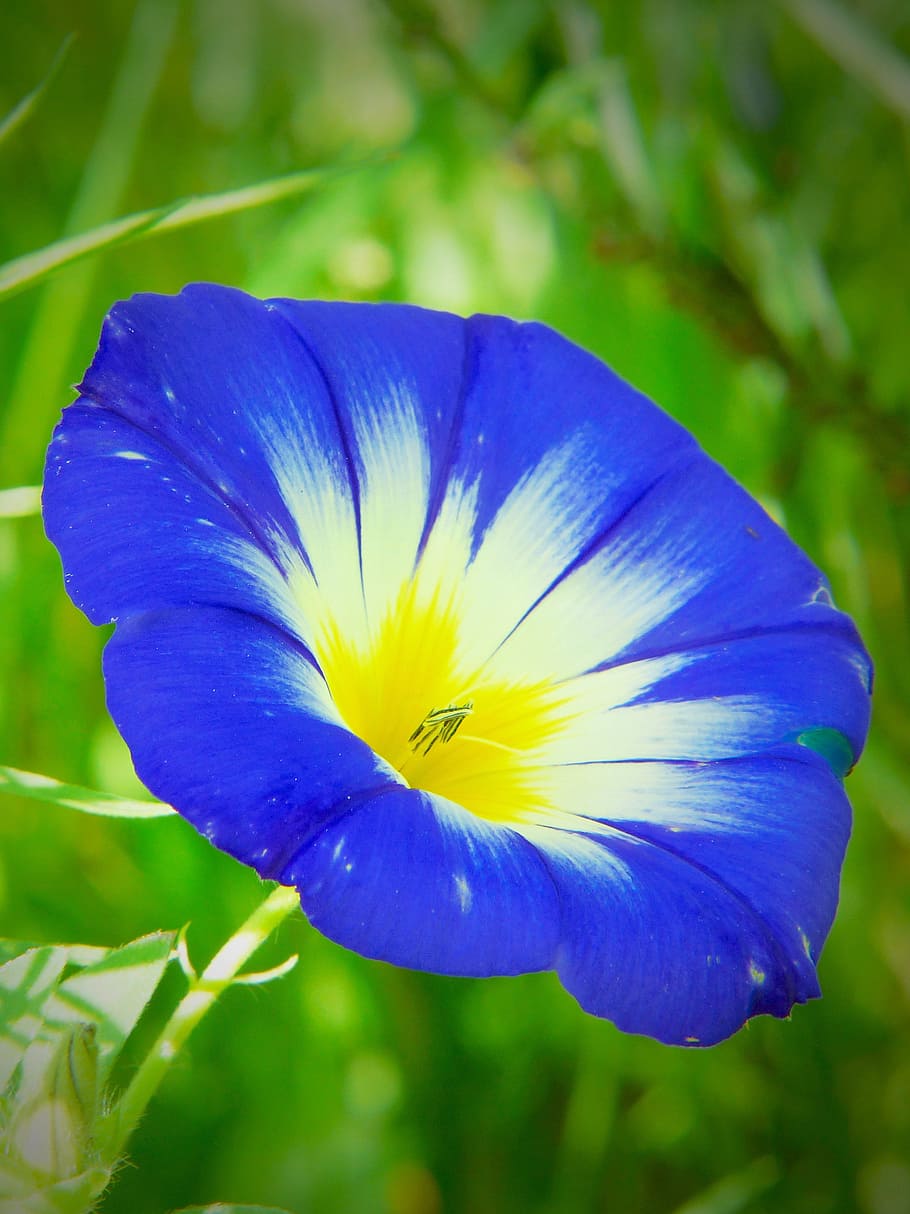 closeup photography of blue and white morning glory flower HD wallpaper
