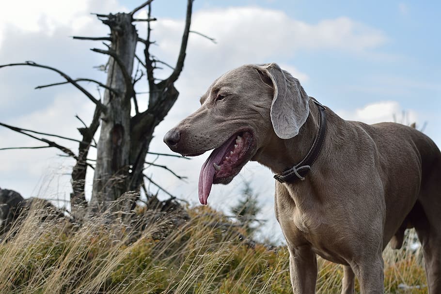 weimaraner, dog, portrait, mammal, domestic, pets, one animal HD wallpaper