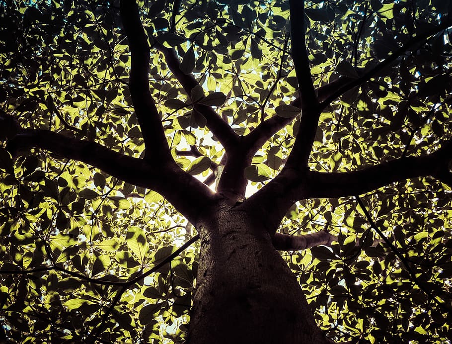 low angle photography of black and green tree, low angle photography of green leafed tree HD wallpaper