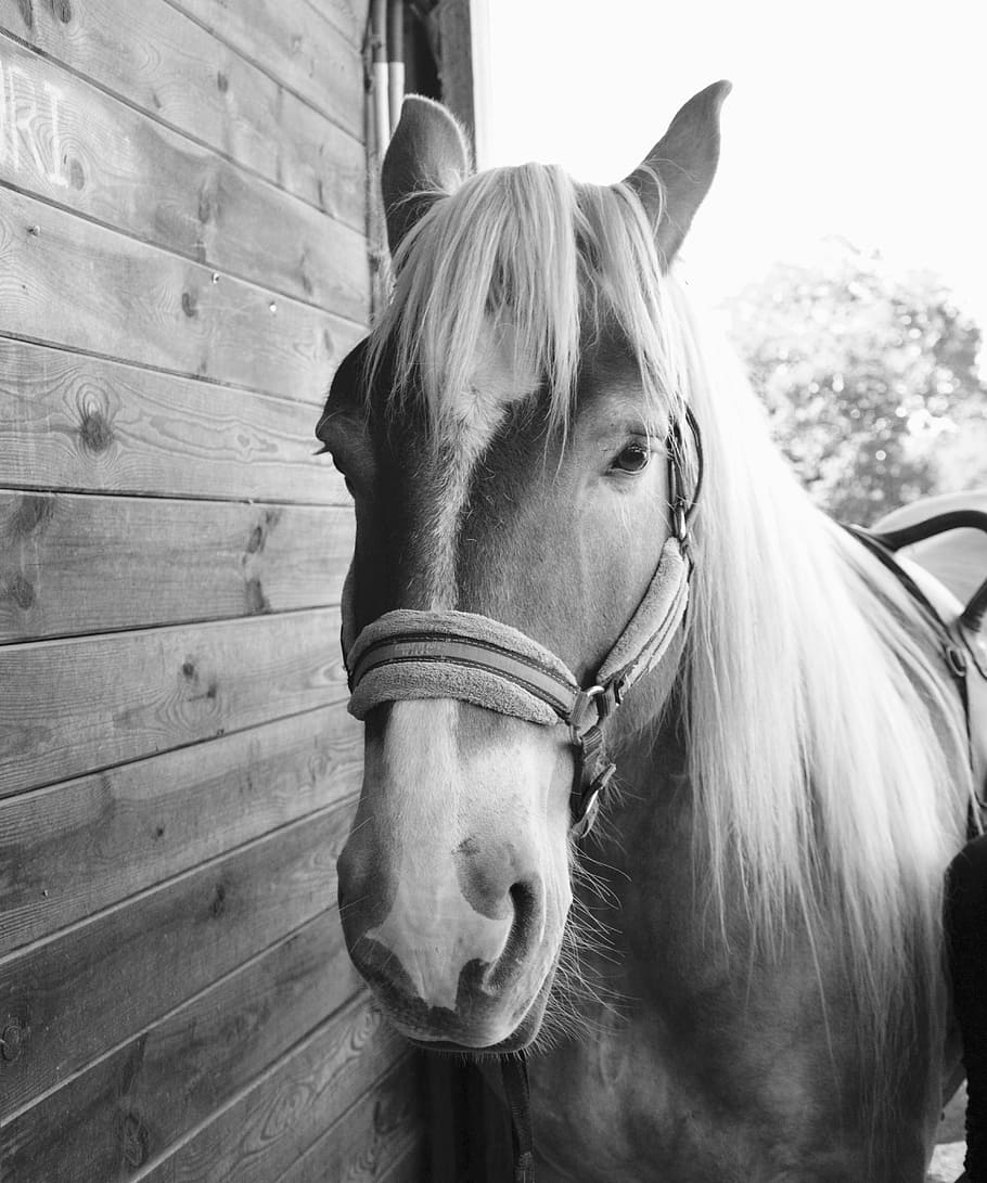 horse, photo black white, gelding, animal, equine, stable, domestic animal, HD wallpaper